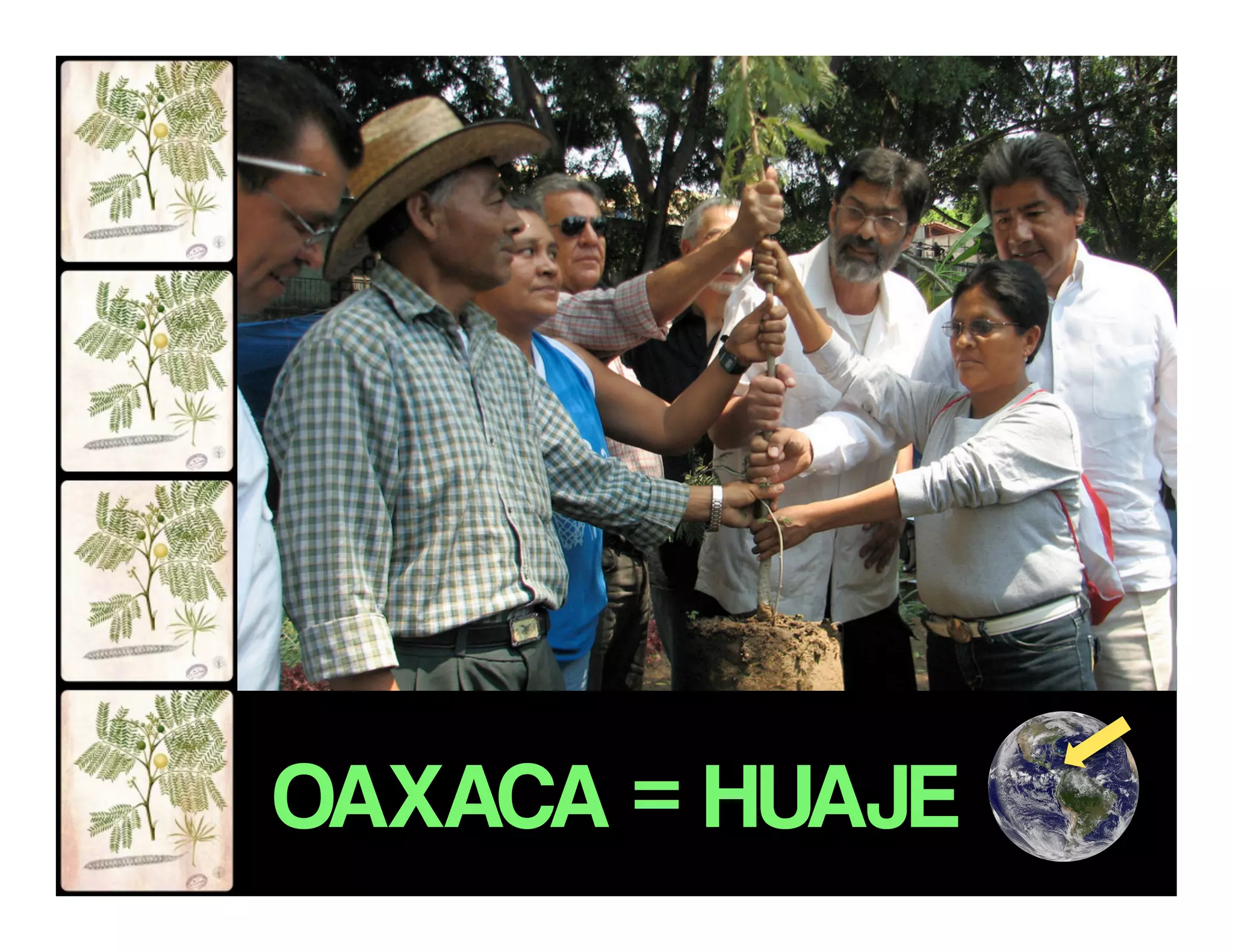 OAXACA = HUAJE
 