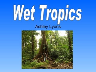 Ashley Lyons Wet Tropics 