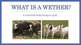WHAT IS A WETHER?
A castrated male sheep or goat
 