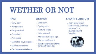 WETHER OR NOT
RAM
• Early-born
• Winter-born
• Early weaned
• Creep fed
• Pen-raised
• Marketed at young age
• Market pref...