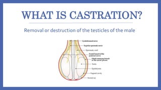WHAT IS CASTRATION?
Removal or destruction of the testicles of the male
 
