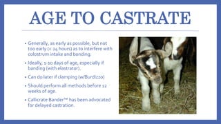 AGE TO CASTRATE
• Generally, as early as possible, but not
too early (< 24 hours) as to interfere with
colostrum intake an...