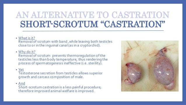 Elastrated Testicles