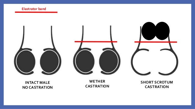 Elastrated Testicles