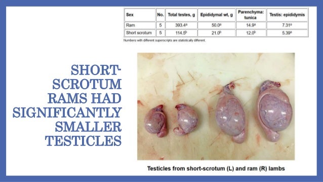Elastrated Testicles