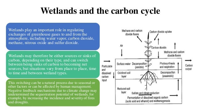 Wetland As Carbon Sink
