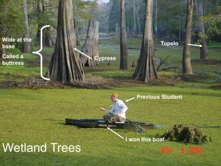 Wetland Trees
Wide at the
base
Called a
buttress
Cypress
Tupelo
Previous Student
I won this boat
 