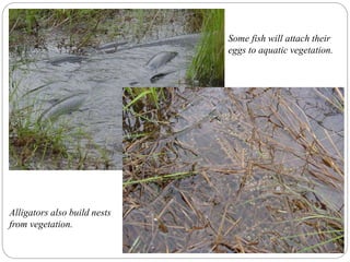 Some fish will attach their
eggs to aquatic vegetation.
Alligators also build nests
from vegetation.
 