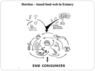 Detritus – based food web in Estuary
 