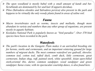  The open woodland is mostly babul with a small amount of kandi and ber.
Scrublands are dominated by ber and kair (Capparis decidua).
 Piloo (Salvadora oleoides and Salvadora persica) also present in the park and
happens to be virtually the only woody plants found in areas of saline soil.
Fauna
 Macro invertebrates such as worms, insects and mollusks, though more
abundant in variety and numbers than any other group of organisms, are present
mostly in aquatic habitats.
 Keoladeo National Park is popularly known as “bird paradise”. Over 370 bird
species have been recorded in the park.
Waterfowls
 The park's location in the Gangetic Plain makes it an unrivalled breeding site
for herons, storks and cormorants, and an important wintering ground for large
numbers of migrant ducks. The most common waterfowl are gadwall, shoveler,
common teal, cotton teal, tufted duck, comb duck, little cormorant, great
cormorant, Indian shag, ruff, painted stork, white spoonbill, Asian open-billed
stork,oriental ibis, darter, common sandpiper, wood sandpiper and green
sandpiper. Sarus crane, with its spectacular courtship dance, is also found here.
 