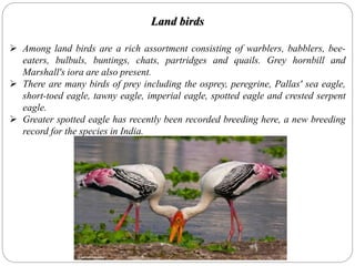 Land birds
 Among land birds are a rich assortment consisting of warblers, babblers, bee-
eaters, bulbuls, buntings, chats, partridges and quails. Grey hornbill and
Marshall's iora are also present.
 There are many birds of prey including the osprey, peregrine, Pallas' sea eagle,
short-toed eagle, tawny eagle, imperial eagle, spotted eagle and crested serpent
eagle.
 Greater spotted eagle has recently been recorded breeding here, a new breeding
record for the species in India.
 