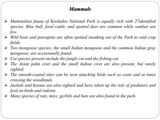 Mammals
 Mammalian fauna of Keoladeo National Park is equally rich with 27identified
species. Blue bull, feral cattle, and spotted deer are common while sambar are
few.
 Wild boar and porcupine are often spotted sneaking out of the Park to raid crop
fields.
 Two mongoose species, the small Indian mongoose and the common Indian gray
mongoose, are occasionally found.
 Cat species present include the jungle cat and the fishing cat.
 The Asian palm civet and the small Indian civet are also present, but rarely
sighted.
 The smooth-coated otter can be seen attacking birds such as coots and at times
crossing the woodlands.
 Jackals and hyenas are also sighted and have taken up the role of predators and
feed on birds and rodents.
 Many species of rats, mice, gerbils and bats are also found in the park.
 
