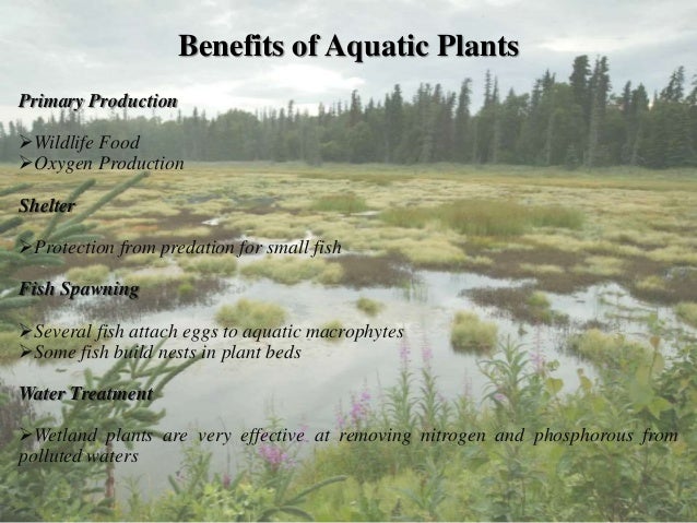 Wetland Ecosystem