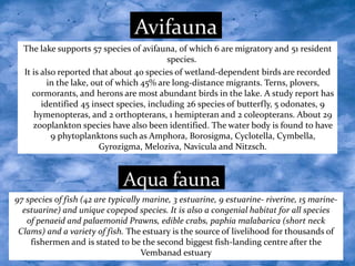 The lake supports 57 species of avifauna, of which 6 are migratory and 51 resident
species.
It is also reported that about 40 species of wetland-dependent birds are recorded
in the lake, out of which 45% are long-distance migrants. Terns, plovers,
cormorants, and herons are most abundant birds in the lake. A study report has
identified 45 insect species, including 26 species of butterfly, 5 odonates, 9
hymenopteras, and 2 orthopterans, 1 hemipteran and 2 coleopterans. About 29
zooplankton species have also been identified. The water body is found to have
9 phytoplanktons such as Amphora, Borosigma, Cyclotella, Cymbella,
Gyrozigma, Meloziva, Navicula and Nitzsch.
97 species of fish (42 are typically marine, 3 estuarine, 9 estuarine- riverine, 15 marine-
estuarine) and unique copepod species. It is also a congenial habitat for all species
of penaeid and palaemonid Prawns, edible crabs, paphia malabarica (short neck
Clams) and a variety of fish. The estuary is the source of livelihood for thousands of
fishermen and is stated to be the second biggest fish-landing centre after the
Vembanad estuary
Avifauna
Aqua fauna
 