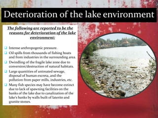 Deterioration of the lake environment
The following are reported to be the
reasons for deterioration of the lake
environment:
 Intense anthropogenic pressure.
 Oil spills from thousands of fishing boats
and from industries in the surrounding area.
 Dwindling of the fragile lake zone due to
conversion/destruction of natural habitats.
 Large quantities of untreated sewage,
disposal of human excreta, and the
pollution from paper mills, industries, etc.
 Many fish species may have become extinct
due to lack of spawning facilities on the
banks of the lake due to canalization of the
lake's banks by walls built of laterite and
granite stones.
 