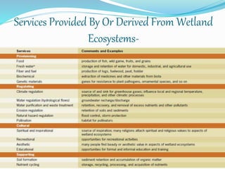 Services Provided By Or Derived From Wetland
Ecosystems-
 