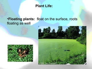 Plant Life: Floating plants:  float on the surface, roots floating as well 