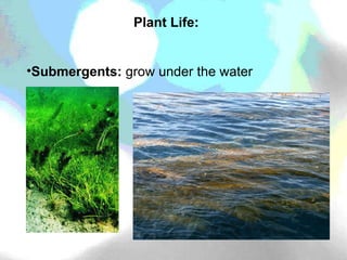 Plant Life: Submergents:  grow under the water 