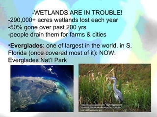 -WETLANDS ARE IN TROUBLE! -290,000+ acres wetlands lost each year -50% gone over past 200 yrs -people drain them for farms & cities Everglades : one of largest in the world, in S. Florida (once covered most of it): NOW: Everglades Nat’l Park http://4.bp.blogspot.com/_SgPmQd1IziM/TUnHvyEZl9I/AAAAAAAAAxE/AtTN39bNhJ4/s1600/wetlands.jpg 