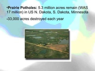 Prairie Potholes:  5.3 million acres remain (WAS 17 million) in US N. Dakota, S. Dakota, Minnesota - 33,000 acres destroyed each year 