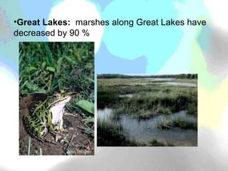 Great Lakes:  marshes along Great Lakes have decreased by 90 % 