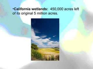 California wetlands:   450,000 acres left of its original 5 million acres. 