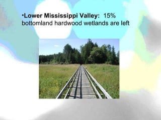 Lower Mississippi Valley:  15% bottomland hardwood wetlands are left 