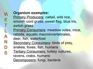 WETLANDS Organism examples: Primary Producers : cattail, wild rice, smooth cord grass, sweet flag, blue iris, switch grass Primary Consumers : meadow voles, mice, rabbits, aquatic macroinvertebrates, deer, fish, waterfowl Secondary Consumers : birds of prey, snakes, foxes, fish, humans Tertiary Consumers:  turkey vultures, ravens, crabs, humans Decomposers : fungi, bacteria 