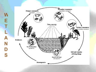 WETLANDS 