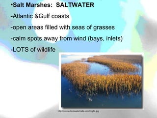 Salt Marshes:  SALTWATER -Atlantic &Gulf coasts -open areas filled with seas of grasses -calm spots away from wind (bays, inlets) -LOTS of wildlife http://connecticutwatertrails.com/img64.jpg 