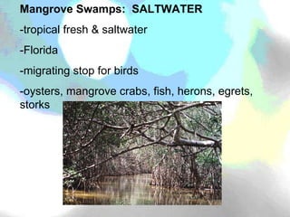 Mangrove Swamps:  SALTWATER -tropical fresh & saltwater -Florida -migrating stop for birds -oysters, mangrove crabs, fish, herons, egrets, storks 