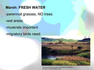 Marsh: FRESH WATER -perennial grasses, NO trees -wet areas, -muskrats important -migratory birds need http://baytrail.abag.ca.gov/vtour/map4/access/Alameda1/B10_FreshwaterMarsh.JPG 