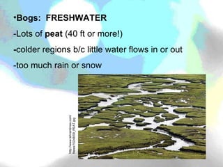 Bogs:  FRESHWATER -Lots of  peat  (40 ft or more!) - colder regions b/c little water flows in or out -too much rain or snow http://www.tehrantimes.com/News/10248/09_PEAT.jpg 