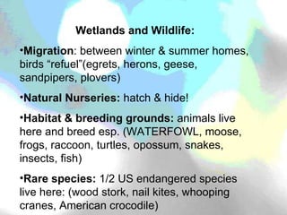 Wetlands and Wildlife: Migration : between winter & summer homes, birds “refuel”(egrets, herons, geese, sandpipers, plovers) Natural Nurseries:  hatch & hide! Habitat & breeding grounds:  animals live here and breed esp. (WATERFOWL, moose, frogs, raccoon, turtles, opossum, snakes, insects, fish) Rare species:  1/2 US endangered species live here: (wood stork, nail kites, whooping cranes, American crocodile) 