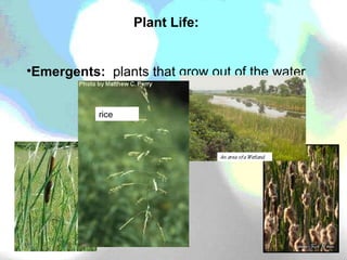 Plant Life: Emergents:  plants that grow out of the water rice 