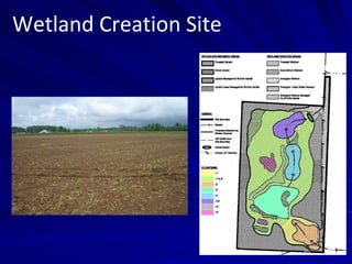 Wetland Creation Site 
