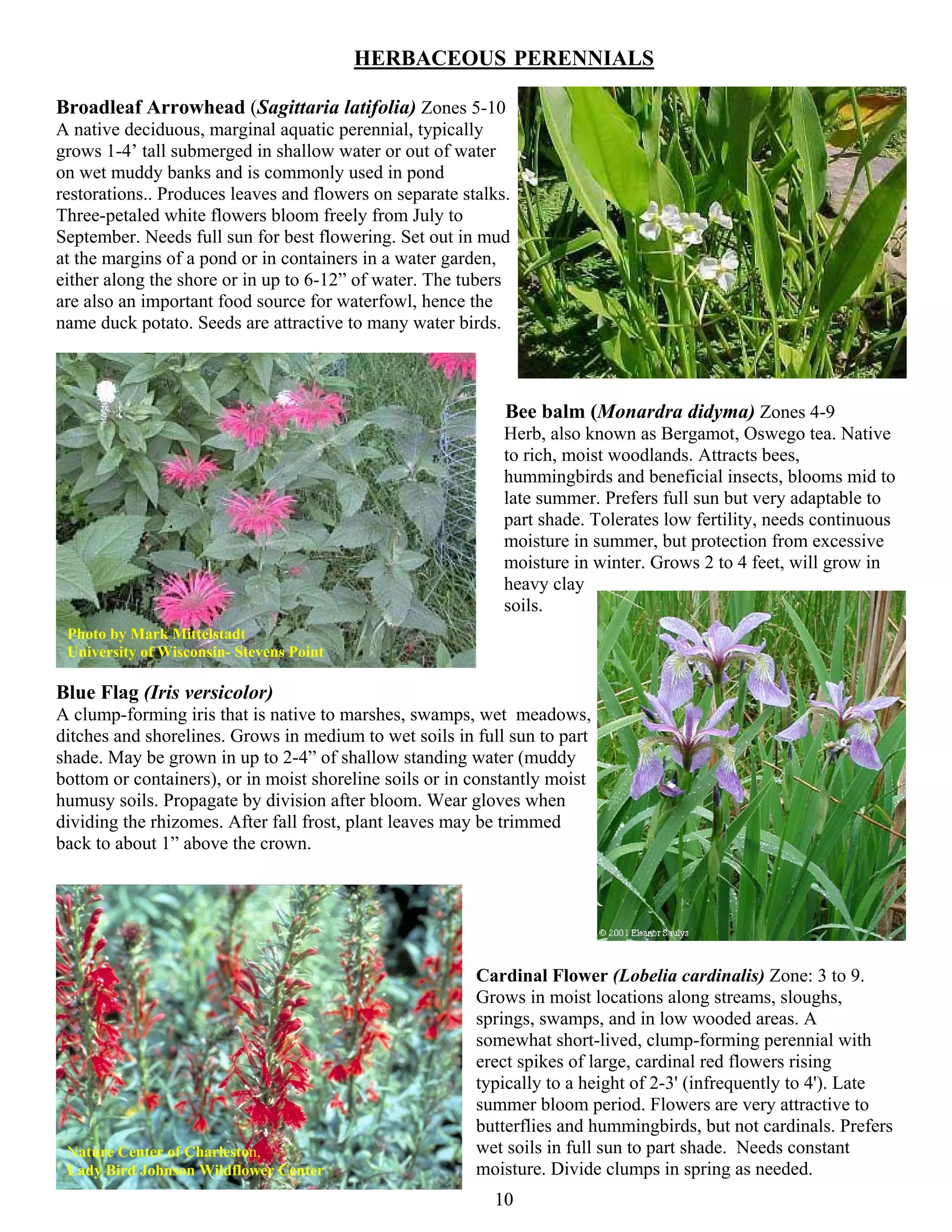 HERBACEOUS PERENNIALS

Broadleaf Arrowhead (Sagittaria latifolia) Zones 5-10
A native deciduous, marginal aquatic perennial, typically
grows 1-4’ tall submerged in shallow water or out of water
on wet muddy banks and is commonly used in pond
restorations.. Produces leaves and flowers on separate stalks.
Three-petaled white flowers bloom freely from July to
September. Needs full sun for best flowering. Set out in mud
at the margins of a pond or in containers in a water garden,
either along the shore or in up to 6-12” of water. The tubers
are also an important food source for waterfowl, hence the
name duck potato. Seeds are attractive to many water birds.



                                                             Bee balm (Monardra didyma) Zones 4-9
                                                             Herb, also known as Bergamot, Oswego tea. Native
                                                             to rich, moist woodlands. Attracts bees,
                                                             hummingbirds and beneficial insects, blooms mid to
                                                             late summer. Prefers full sun but very adaptable to
                                                             part shade. Tolerates low fertility, needs continuous
                                                             moisture in summer, but protection from excessive
                                                             moisture in winter. Grows 2 to 4 feet, will grow in
                                                             heavy clay
                                                             soils.
 Photo by Mark Mittelstadt
 University of Wisconsin- Stevens Point

Blue Flag (Iris versicolor)
A clump-forming iris that is native to marshes, swamps, wet meadows,
ditches and shorelines. Grows in medium to wet soils in full sun to part
shade. May be grown in up to 2-4” of shallow standing water (muddy
bottom or containers), or in moist shoreline soils or in constantly moist
humusy soils. Propagate by division after bloom. Wear gloves when
dividing the rhizomes. After fall frost, plant leaves may be trimmed
back to about 1” above the crown.




                                                         Cardinal Flower (Lobelia cardinalis) Zone: 3 to 9.
                                                         Grows in moist locations along streams, sloughs,
                                                         springs, swamps, and in low wooded areas. A
                                                         somewhat short-lived, clump-forming perennial with
                                                         erect spikes of large, cardinal red flowers rising
                                                         typically to a height of 2-3' (infrequently to 4'). Late
                                                         summer bloom period. Flowers are very attractive to
                                                         butterflies and hummingbirds, but not cardinals. Prefers
 Nature Center of Charleston,                            wet soils in full sun to part shade. Needs constant
 Lady Bird Johnson Wildflower Center                     moisture. Divide clumps in spring as needed.
                                                           10
 