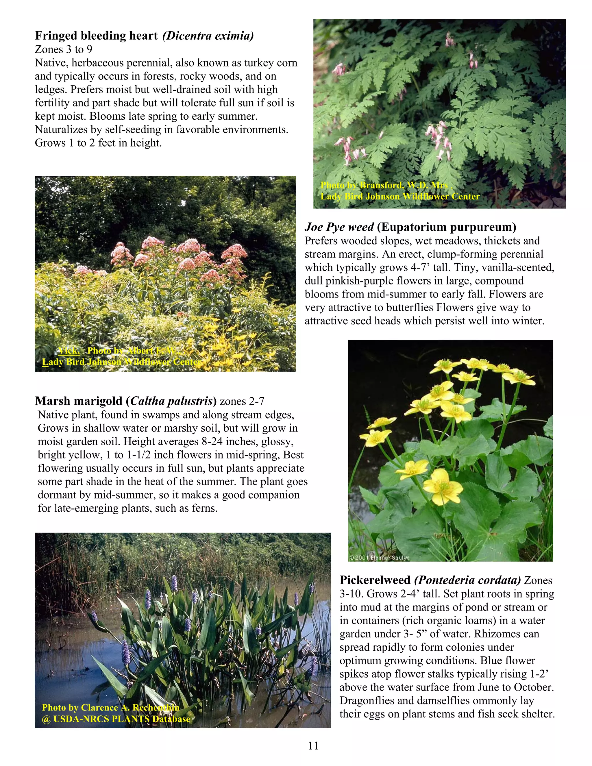 Fringed bleeding heart (Dicentra eximia)
Zones 3 to 9
Native, herbaceous perennial, also known as turkey corn
and typically occurs in forests, rocky woods, and on
ledges. Prefers moist but well-drained soil with high
fertility and part shade but will tolerate full sun if soil is
kept moist. Blooms late spring to early summer.
Naturalizes by self-seeding in favorable environments.
Grows 1 to 2 feet in height.


                                                                      Photo by Bransford, W.D. Mrs ,
                                                                      Lady Bird Johnson Wildflower Center


                                                                 Joe Pye weed (Eupatorium purpureum)
                                                                 Prefers wooded slopes, wet meadows, thickets and
                                                                 stream margins. An erect, clump-forming perennial
                                                                 which typically grows 4-7’ tall. Tiny, vanilla-scented,
                                                                 dull pinkish-purple flowers in large, compound
                                                                 blooms from mid-summer to early fall. Flowers are
                                                                 very attractive to butterflies Flowers give way to
                                                                 attractive seed heads which persist well into winter.

    Vick, Photo by Albert F. W., .
 Lady Bird Johnson Wildflower Center



Marsh marigold (Caltha palustris) zones 2-7
Native plant, found in swamps and along stream edges,
Grows in shallow water or marshy soil, but will grow in
moist garden soil. Height averages 8-24 inches, glossy,
bright yellow, 1 to 1-1/2 inch flowers in mid-spring, Best
flowering usually occurs in full sun, but plants appreciate
some part shade in the heat of the summer. The plant goes
dormant by mid-summer, so it makes a good companion
for late-emerging plants, such as ferns.




                                                                          Pickerelweed (Pontederia cordata) Zones
                                                                          3-10. Grows 2-4’ tall. Set plant roots in spring
                                                                          into mud at the margins of pond or stream or
                                                                          in containers (rich organic loams) in a water
                                                                          garden under 3- 5” of water. Rhizomes can
                                                                          spread rapidly to form colonies under
                                                                          optimum growing conditions. Blue flower
                                                                          spikes atop flower stalks typically rising 1-2’
                                                                          above the water surface from June to October.
                                                                          Dragonflies and damselflies ommonly lay
 Photo by Clarence A. Rechenthin
 @ USDA-NRCS PLANTS Database                                              their eggs on plant stems and fish seek shelter.

                                                                 11
 