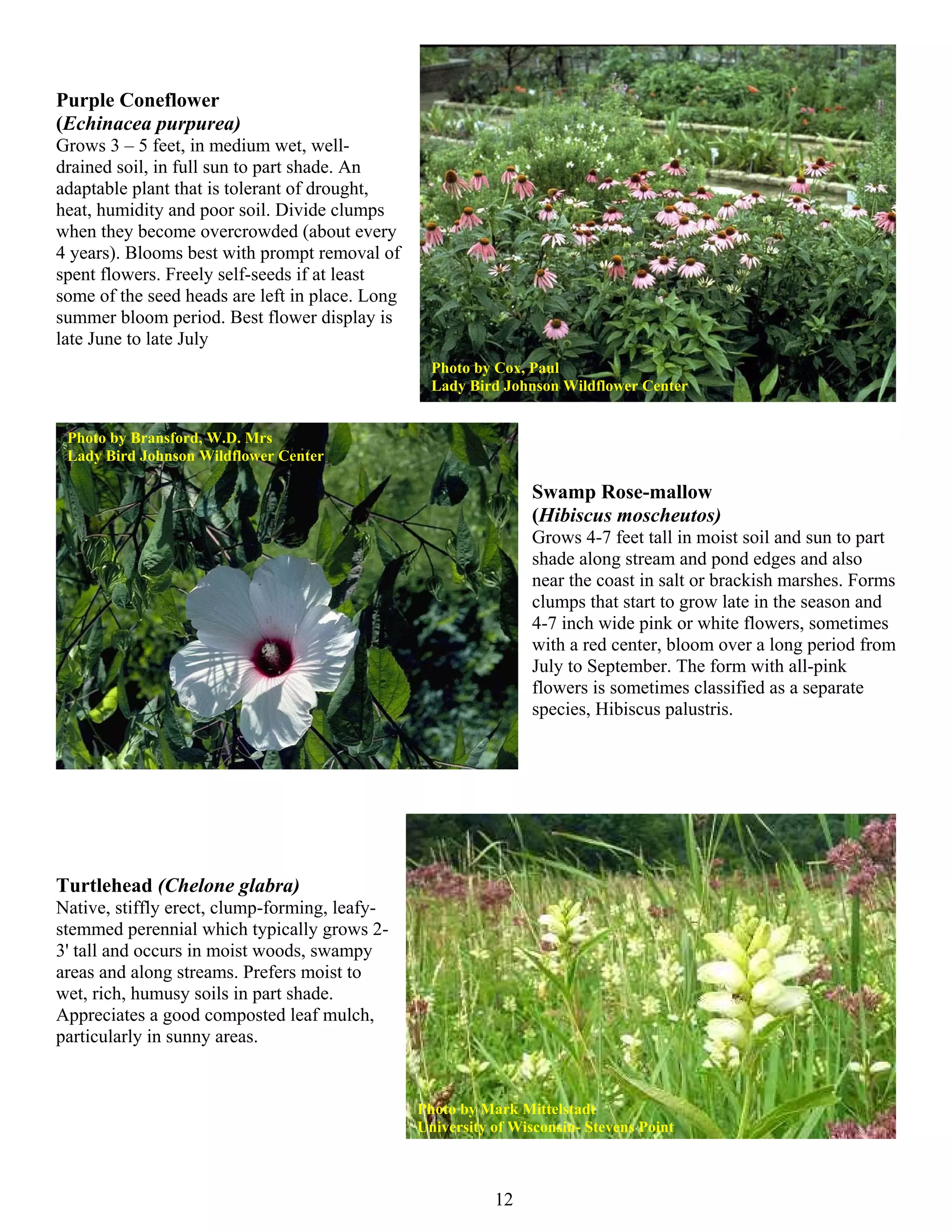 Purple Coneflower
(Echinacea purpurea)
Grows 3 – 5 feet, in medium wet, well-
drained soil, in full sun to part shade. An
adaptable plant that is tolerant of drought,
heat, humidity and poor soil. Divide clumps
when they become overcrowded (about every
4 years). Blooms best with prompt removal of
spent flowers. Freely self-seeds if at least
some of the seed heads are left in place. Long
summer bloom period. Best flower display is
late June to late July
                                                   Photo by Cox, Paul
                                                   Lady Bird Johnson Wildflower Center


 Photo by Bransford, W.D. Mrs
 Lady Bird Johnson Wildflower Center

                                                                 Swamp Rose-mallow
                                                                 (Hibiscus moscheutos)
                                                                 Grows 4-7 feet tall in moist soil and sun to part
                                                                 shade along stream and pond edges and also
                                                                 near the coast in salt or brackish marshes. Forms
                                                                 clumps that start to grow late in the season and
                                                                 4-7 inch wide pink or white flowers, sometimes
                                                                 with a red center, bloom over a long period from
                                                                 July to September. The form with all-pink
                                                                 flowers is sometimes classified as a separate
                                                                 species, Hibiscus palustris.




Turtlehead (Chelone glabra)
Native, stiffly erect, clump-forming, leafy-
stemmed perennial which typically grows 2-
3' tall and occurs in moist woods, swampy
areas and along streams. Prefers moist to
wet, rich, humusy soils in part shade.
Appreciates a good composted leaf mulch,
particularly in sunny areas.


                                                 Photo by Mark Mittelstadt
                                                 University of Wisconsin- Stevens Point



                                                            12
 