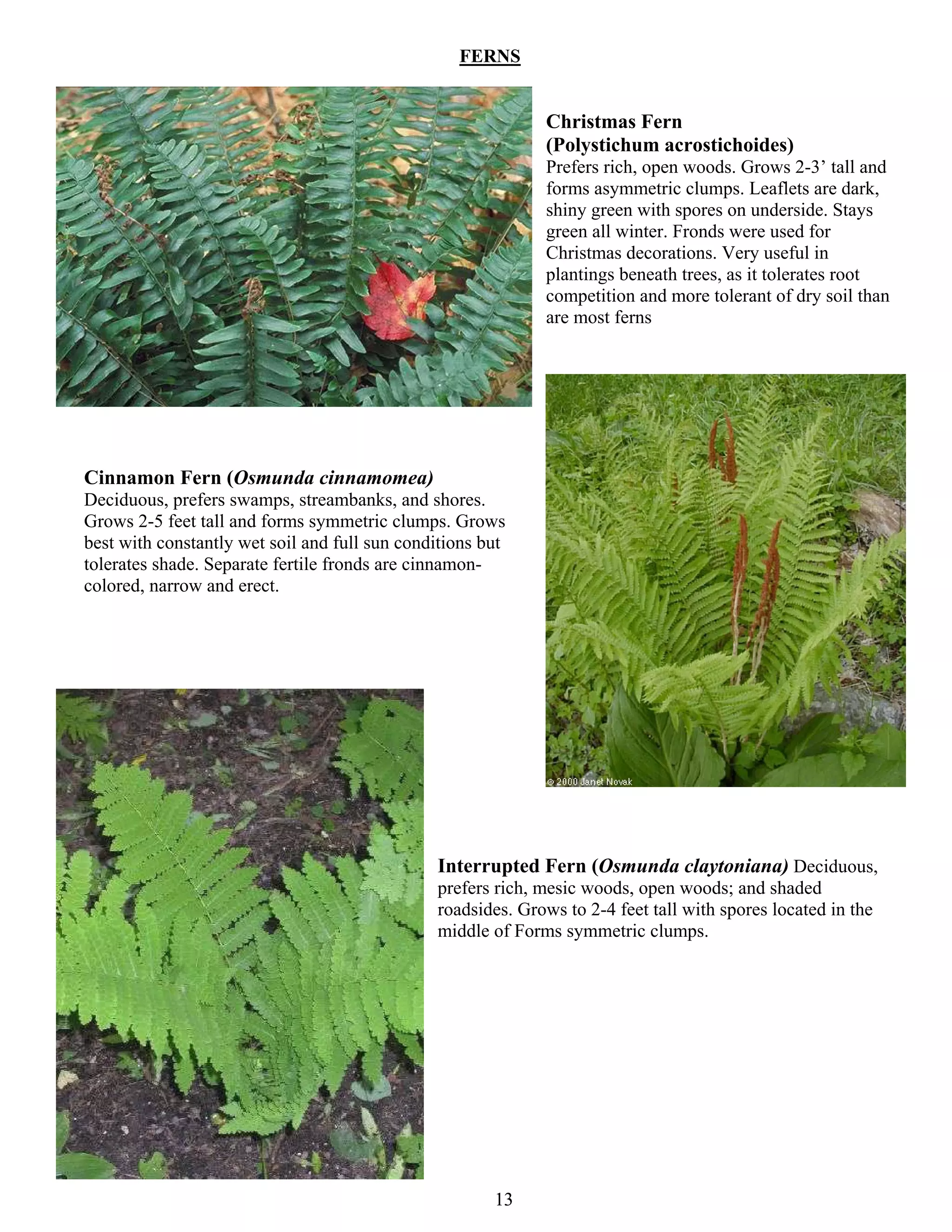 FERNS


                                                             Christmas Fern
                                                             (Polystichum acrostichoides)
                                                             Prefers rich, open woods. Grows 2-3’ tall and
                                                             forms asymmetric clumps. Leaflets are dark,
                                                             shiny green with spores on underside. Stays
                                                             green all winter. Fronds were used for
                                                             Christmas decorations. Very useful in
                                                             plantings beneath trees, as it tolerates root
                                                             competition and more tolerant of dry soil than
                                                             are most ferns




Cinnamon Fern (Osmunda cinnamomea)
Deciduous, prefers swamps, streambanks, and shores.
Grows 2-5 feet tall and forms symmetric clumps. Grows
best with constantly wet soil and full sun conditions but
tolerates shade. Separate fertile fronds are cinnamon-
colored, narrow and erect.




                                               Interrupted Fern (Osmunda claytoniana) Deciduous,
                                               prefers rich, mesic woods, open woods; and shaded
                                               roadsides. Grows to 2-4 feet tall with spores located in the
                                               middle of Forms symmetric clumps.




                                                       13
 