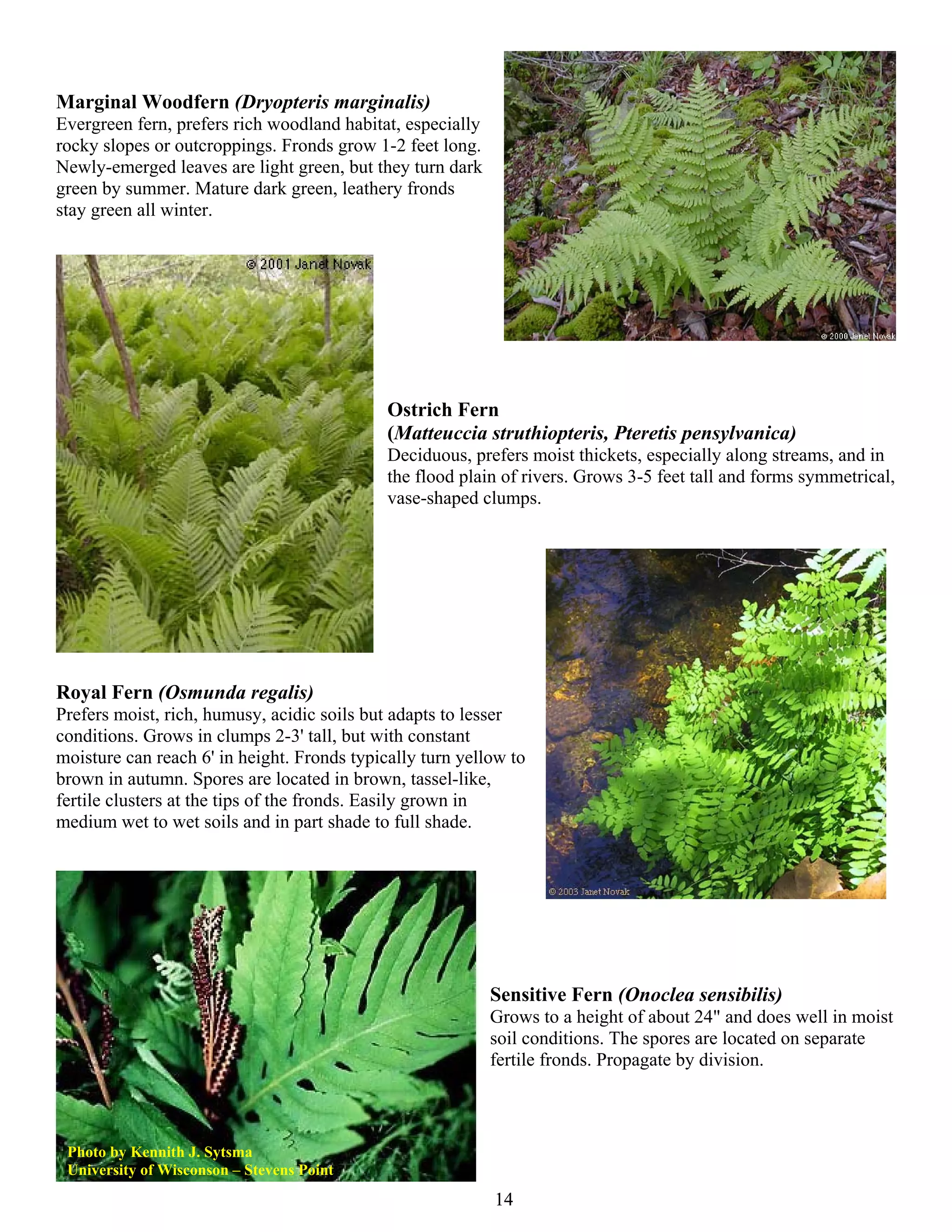 Marginal Woodfern (Dryopteris marginalis)
Evergreen fern, prefers rich woodland habitat, especially
rocky slopes or outcroppings. Fronds grow 1-2 feet long.
Newly-emerged leaves are light green, but they turn dark
green by summer. Mature dark green, leathery fronds
stay green all winter.




                                             Ostrich Fern
                                             (Matteuccia struthiopteris, Pteretis pensylvanica)
                                             Deciduous, prefers moist thickets, especially along streams, and in
                                             the flood plain of rivers. Grows 3-5 feet tall and forms symmetrical,
                                             vase-shaped clumps.




Royal Fern (Osmunda regalis)
Prefers moist, rich, humusy, acidic soils but adapts to lesser
conditions. Grows in clumps 2-3' tall, but with constant
moisture can reach 6' in height. Fronds typically turn yellow to
brown in autumn. Spores are located in brown, tassel-like,
fertile clusters at the tips of the fronds. Easily grown in
medium wet to wet soils and in part shade to full shade.




                                                            Sensitive Fern (Onoclea sensibilis)
                                                            Grows to a height of about 24" and does well in moist
                                                            soil conditions. The spores are located on separate
                                                            fertile fronds. Propagate by division.



 Photo by Kennith J. Sytsma
 University of Wisconson – Stevens Point
                                                            14
 
