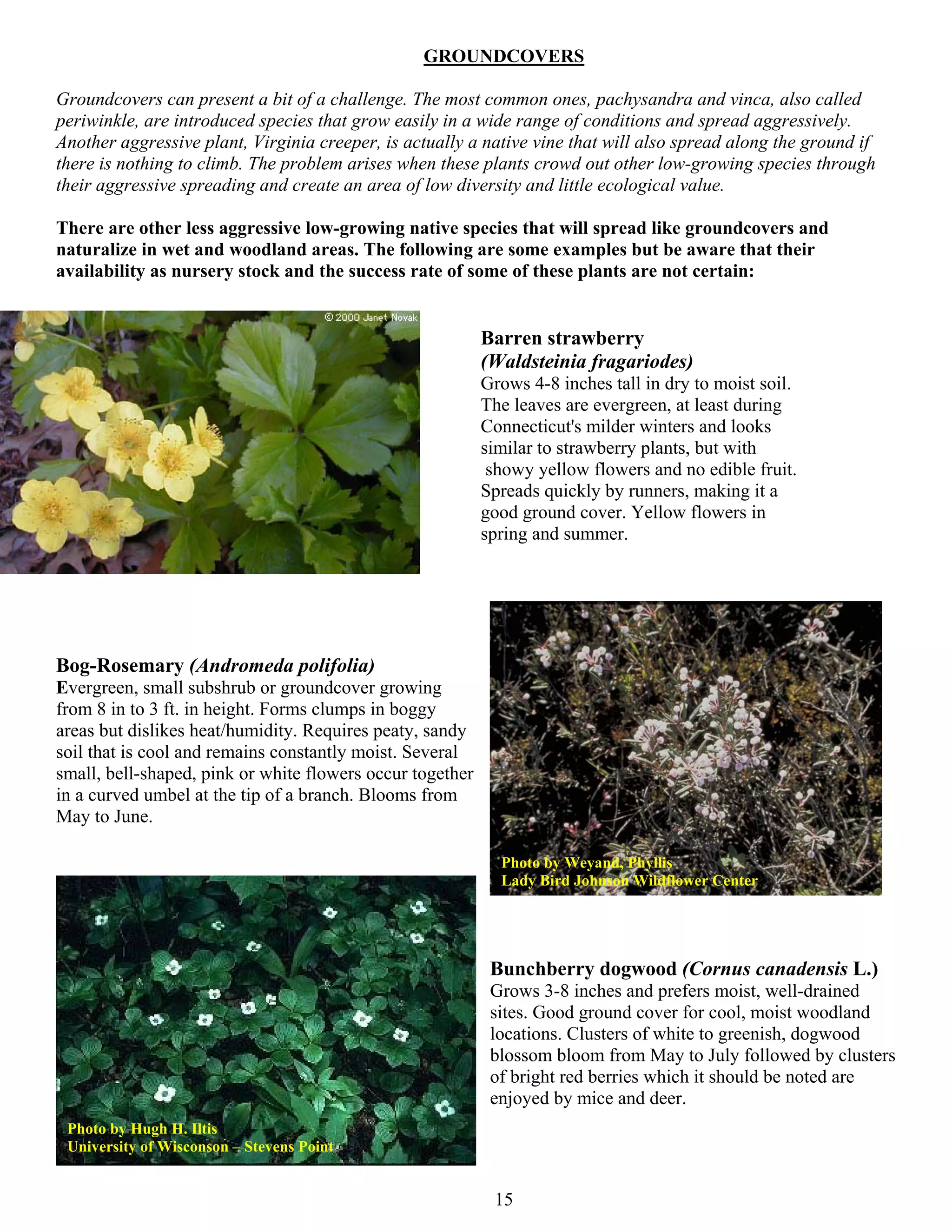 GROUNDCOVERS

Groundcovers can present a bit of a challenge. The most common ones, pachysandra and vinca, also called
periwinkle, are introduced species that grow easily in a wide range of conditions and spread aggressively.
Another aggressive plant, Virginia creeper, is actually a native vine that will also spread along the ground if
there is nothing to climb. The problem arises when these plants crowd out other low-growing species through
their aggressive spreading and create an area of low diversity and little ecological value.

There are other less aggressive low-growing native species that will spread like groundcovers and
naturalize in wet and woodland areas. The following are some examples but be aware that their
availability as nursery stock and the success rate of some of these plants are not certain:


                                                           Barren strawberry
                                                           (Waldsteinia fragariodes)
                                                           Grows 4-8 inches tall in dry to moist soil.
                                                           The leaves are evergreen, at least during
                                                           Connecticut's milder winters and looks
                                                           similar to strawberry plants, but with
                                                            showy yellow flowers and no edible fruit.
                                                           Spreads quickly by runners, making it a
                                                           good ground cover. Yellow flowers in
                                                           spring and summer.




Bog-Rosemary (Andromeda polifolia)
Evergreen, small subshrub or groundcover growing
from 8 in to 3 ft. in height. Forms clumps in boggy
areas but dislikes heat/humidity. Requires peaty, sandy
soil that is cool and remains constantly moist. Several
small, bell-shaped, pink or white flowers occur together
in a curved umbel at the tip of a branch. Blooms from
May to June.

                                                             Photo by Weyand, Phyllis
                                                             Lady Bird Johnson Wildflower Center




                                                            Bunchberry dogwood (Cornus canadensis L.)
                                                            Grows 3-8 inches and prefers moist, well-drained
                                                            sites. Good ground cover for cool, moist woodland
                                                            locations. Clusters of white to greenish, dogwood
                                                            blossom bloom from May to July followed by clusters
                                                            of bright red berries which it should be noted are
                                                            enjoyed by mice and deer.
 Photo by Hugh H. Iltis
 University of Wisconson – Stevens Point


                                                            15
 