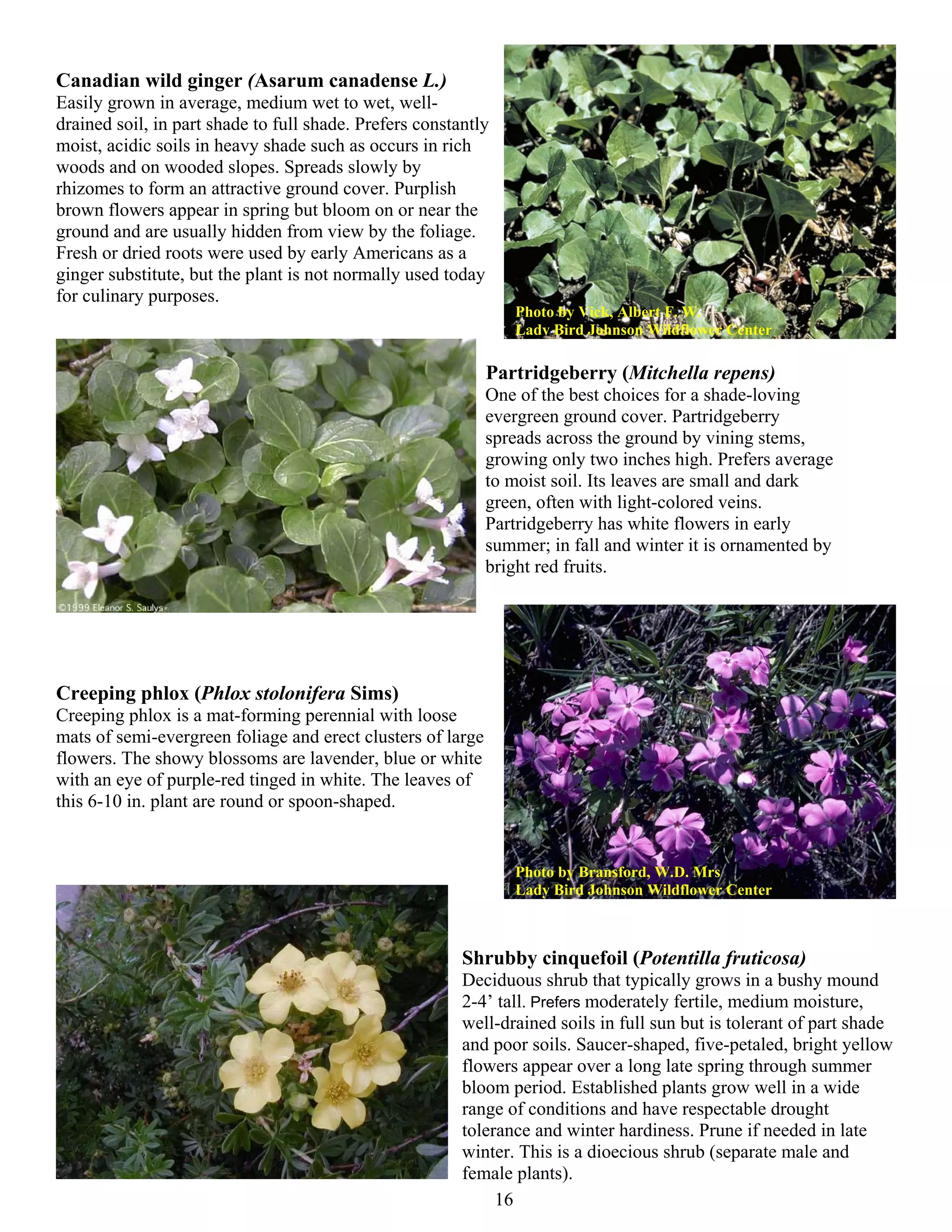 Canadian wild ginger (Asarum canadense L.)
Easily grown in average, medium wet to wet, well-
drained soil, in part shade to full shade. Prefers constantly
moist, acidic soils in heavy shade such as occurs in rich
woods and on wooded slopes. Spreads slowly by
rhizomes to form an attractive ground cover. Purplish
brown flowers appear in spring but bloom on or near the
ground and are usually hidden from view by the foliage.
Fresh or dried roots were used by early Americans as a
ginger substitute, but the plant is not normally used today
for culinary purposes.
                                                                Photo by Vick, Albert F. W.
                                                                Lady Bird Johnson Wildflower Center

                                                             Partridgeberry (Mitchella repens)
                                                             One of the best choices for a shade-loving
                                                             evergreen ground cover. Partridgeberry
                                                             spreads across the ground by vining stems,
                                                             growing only two inches high. Prefers average
                                                             to moist soil. Its leaves are small and dark
                                                             green, often with light-colored veins.
                                                             Partridgeberry has white flowers in early
                                                             summer; in fall and winter it is ornamented by
                                                             bright red fruits.




Creeping phlox (Phlox stolonifera Sims)
Creeping phlox is a mat-forming perennial with loose
mats of semi-evergreen foliage and erect clusters of large
flowers. The showy blossoms are lavender, blue or white
with an eye of purple-red tinged in white. The leaves of
this 6-10 in. plant are round or spoon-shaped.


                                                                Photo by Bransford, W.D. Mrs
                                                                Lady Bird Johnson Wildflower Center



                                                         Shrubby cinquefoil (Potentilla fruticosa)
                                                         Deciduous shrub that typically grows in a bushy mound
                                                         2-4’ tall. Prefers moderately fertile, medium moisture,
                                                         well-drained soils in full sun but is tolerant of part shade
                                                         and poor soils. Saucer-shaped, five-petaled, bright yellow
                                                         flowers appear over a long late spring through summer
                                                         bloom period. Established plants grow well in a wide
                                                         range of conditions and have respectable drought
                                                         tolerance and winter hardiness. Prune if needed in late
                                                         winter. This is a dioecious shrub (separate male and
                                                         female plants).
                                                              16
 