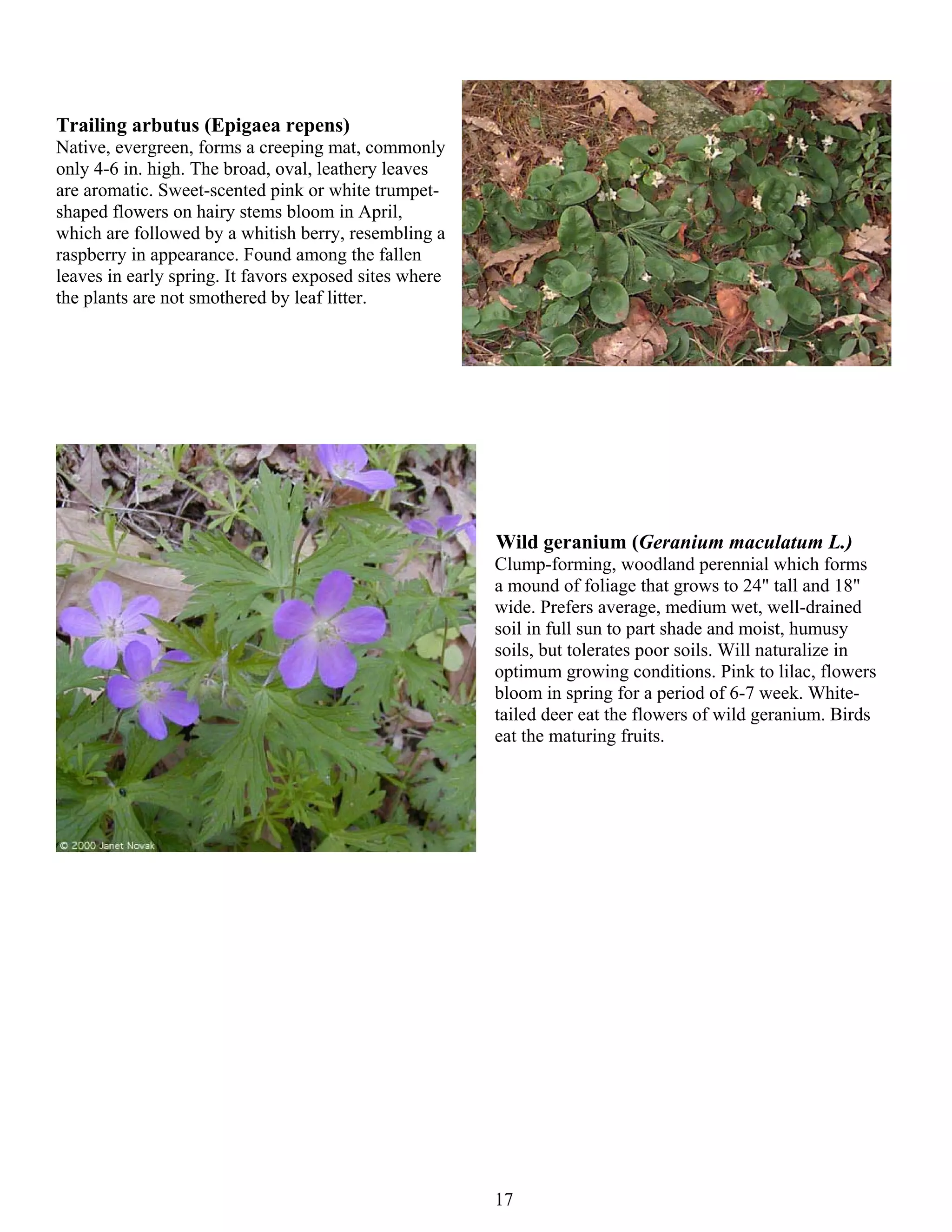 Trailing arbutus (Epigaea repens)
Native, evergreen, forms a creeping mat, commonly
only 4-6 in. high. The broad, oval, leathery leaves
are aromatic. Sweet-scented pink or white trumpet-
shaped flowers on hairy stems bloom in April,
which are followed by a whitish berry, resembling a
raspberry in appearance. Found among the fallen
leaves in early spring. It favors exposed sites where
the plants are not smothered by leaf litter.




                                                        Wild geranium (Geranium maculatum L.)
                                                        Clump-forming, woodland perennial which forms
                                                        a mound of foliage that grows to 24" tall and 18"
                                                        wide. Prefers average, medium wet, well-drained
                                                        soil in full sun to part shade and moist, humusy
                                                        soils, but tolerates poor soils. Will naturalize in
                                                        optimum growing conditions. Pink to lilac, flowers
                                                        bloom in spring for a period of 6-7 week. White-
                                                        tailed deer eat the flowers of wild geranium. Birds
                                                        eat the maturing fruits.




                                                        17
 