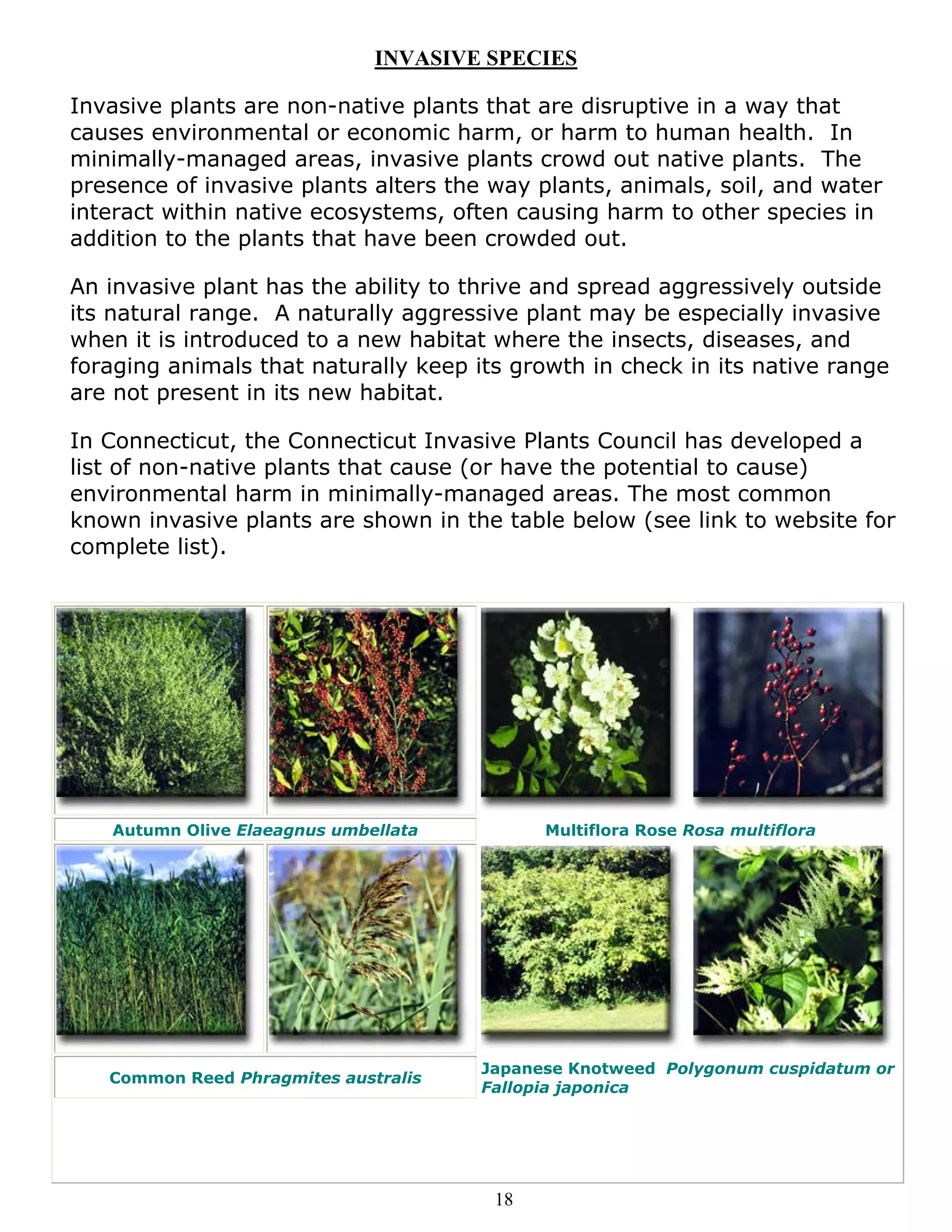 INVASIVE SPECIES

Invasive plants are non-native plants that are disruptive in a way that
causes environmental or economic harm, or harm to human health. In
minimally-managed areas, invasive plants crowd out native plants. The
presence of invasive plants alters the way plants, animals, soil, and water
interact within native ecosystems, often causing harm to other species in
addition to the plants that have been crowded out.

An invasive plant has the ability to thrive and spread aggressively outside
its natural range. A naturally aggressive plant may be especially invasive
when it is introduced to a new habitat where the insects, diseases, and
foraging animals that naturally keep its growth in check in its native range
are not present in its new habitat.

In Connecticut, the Connecticut Invasive Plants Council has developed a
list of non-native plants that cause (or have the potential to cause)
environmental harm in minimally-managed areas. The most common
known invasive plants are shown in the table below (see link to website for
complete list).




   Autumn Olive Elaeagnus umbellata         Multiflora Rose Rosa multiflora




                                      Japanese Knotweed Polygonum cuspidatum or
   Common Reed Phragmites australis
                                      Fallopia japonica




                                       18
 