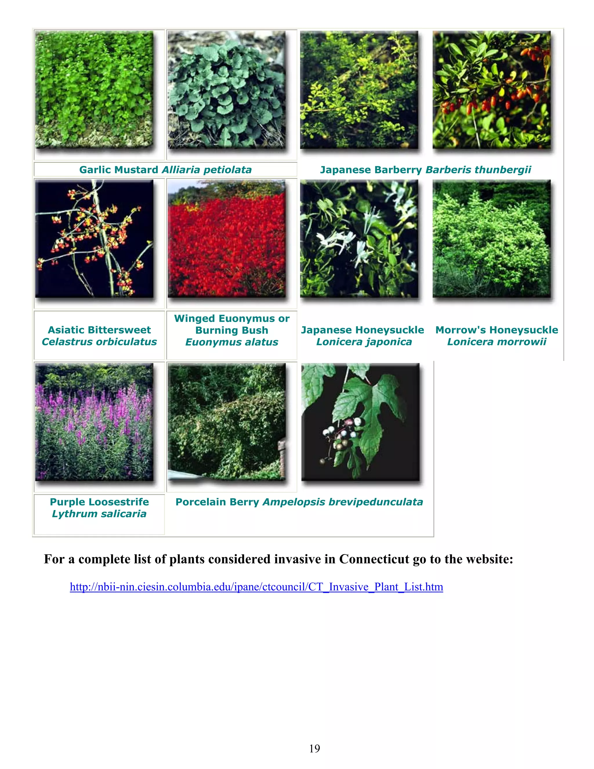 Garlic Mustard Alliaria petiolata                  Japanese Barberry Barberis thunbergii




                          Winged Euonymus or
 Asiatic Bittersweet         Burning Bush            Japanese Honeysuckle        Morrow's Honeysuckle
Celastrus orbiculatus      Euonymus alatus             Lonicera japonica          Lonicera morrowii




 Purple Loosestrife        Porcelain Berry Ampelopsis brevipedunculata
 Lythrum salicaria



For a complete list of plants considered invasive in Connecticut go to the website:
     http://nbii-nin.ciesin.columbia.edu/ipane/ctcouncil/CT_Invasive_Plant_List.htm




                                                      19
 