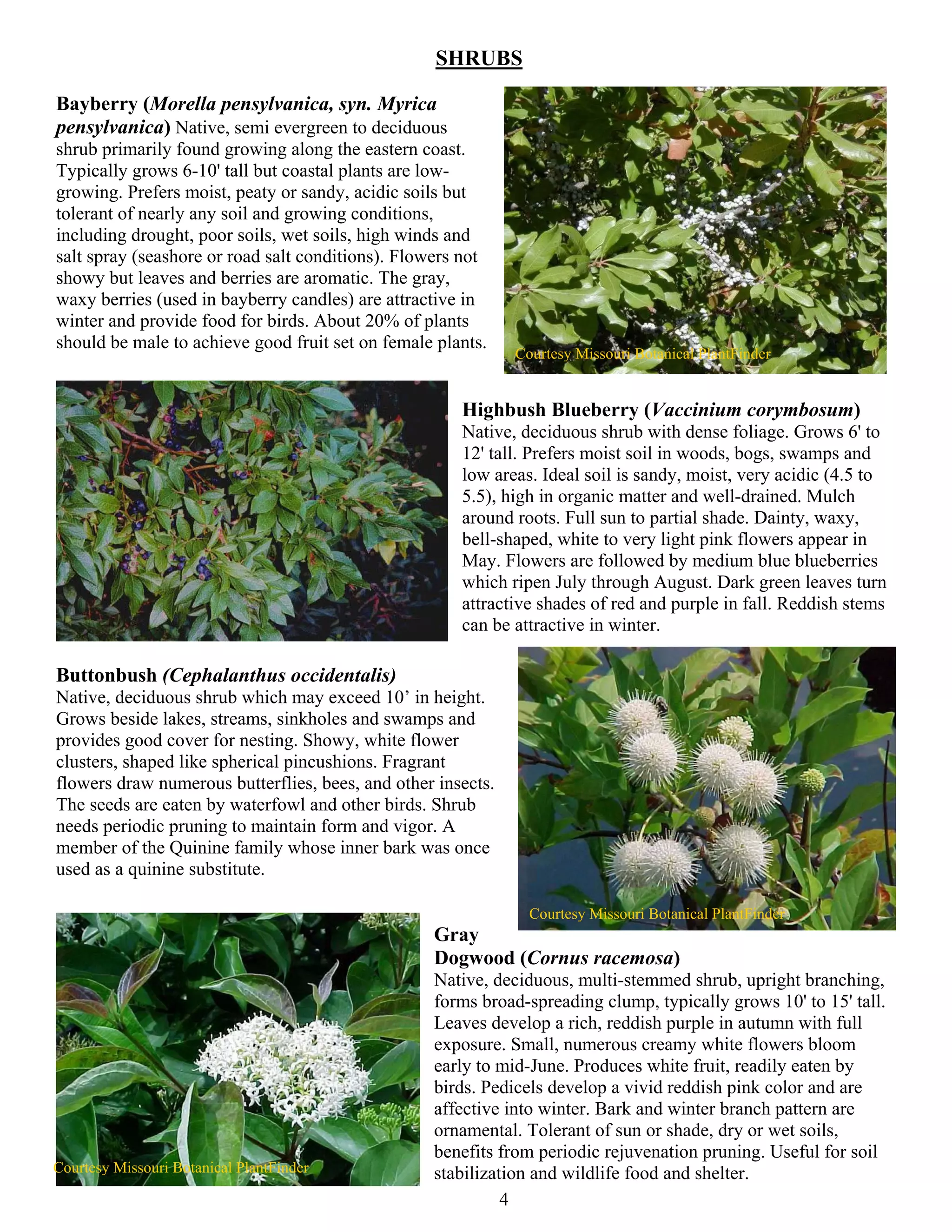 SHRUBS

Bayberry (Morella pensylvanica, syn. Myrica
pensylvanica) Native, semi evergreen to deciduous
shrub primarily found growing along the eastern coast.
Typically grows 6-10' tall but coastal plants are low-
growing. Prefers moist, peaty or sandy, acidic soils but
tolerant of nearly any soil and growing conditions,
including drought, poor soils, wet soils, high winds and
salt spray (seashore or road salt conditions). Flowers not
showy but leaves and berries are aromatic. The gray,
waxy berries (used in bayberry candles) are attractive in
winter and provide food for birds. About 20% of plants
should be male to achieve good fruit set on female plants.
                                                              Courtesy Missouri Botanical PlantFinder


                                                      Highbush Blueberry (Vaccinium corymbosum)
                                                      Native, deciduous shrub with dense foliage. Grows 6' to
                                                      12' tall. Prefers moist soil in woods, bogs, swamps and
                                                      low areas. Ideal soil is sandy, moist, very acidic (4.5 to
                                                      5.5), high in organic matter and well-drained. Mulch
                                                      around roots. Full sun to partial shade. Dainty, waxy,
                                                      bell-shaped, white to very light pink flowers appear in
                                                      May. Flowers are followed by medium blue blueberries
                                                      which ripen July through August. Dark green leaves turn
                                                      attractive shades of red and purple in fall. Reddish stems
                                                      can be attractive in winter.

Buttonbush (Cephalanthus occidentalis)
Native, deciduous shrub which may exceed 10’ in height.
Grows beside lakes, streams, sinkholes and swamps and
provides good cover for nesting. Showy, white flower
clusters, shaped like spherical pincushions. Fragrant
flowers draw numerous butterflies, bees, and other insects.
The seeds are eaten by waterfowl and other birds. Shrub
needs periodic pruning to maintain form and vigor. A
member of the Quinine family whose inner bark was once
used as a quinine substitute.

                                                                Courtesy Missouri Botanical PlantFinder
                                                  Gray
                                                  Dogwood (Cornus racemosa)
                                                  Native, deciduous, multi-stemmed shrub, upright branching,
                                                  forms broad-spreading clump, typically grows 10' to 15' tall.
                                                  Leaves develop a rich, reddish purple in autumn with full
                                                  exposure. Small, numerous creamy white flowers bloom
                                                  early to mid-June. Produces white fruit, readily eaten by
                                                  birds. Pedicels develop a vivid reddish pink color and are
                                                  affective into winter. Bark and winter branch pattern are
                                                  ornamental. Tolerant of sun or shade, dry or wet soils,
                                                  benefits from periodic rejuvenation pruning. Useful for soil
Courtesy Missouri Botanical PlantFinder           stabilization and wildlife food and shelter.
                                                            4
 