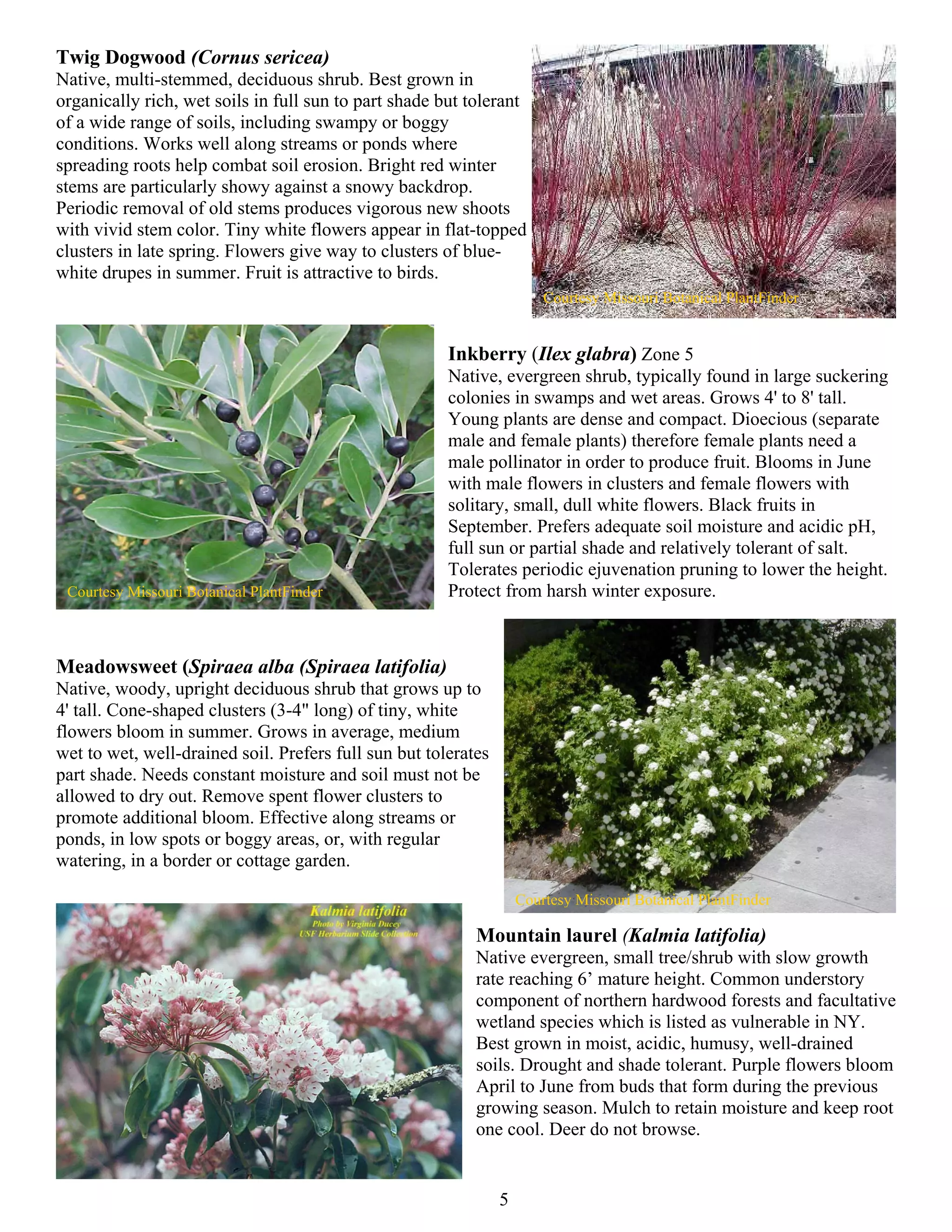 Twig Dogwood (Cornus sericea)
Native, multi-stemmed, deciduous shrub. Best grown in
organically rich, wet soils in full sun to part shade but tolerant
of a wide range of soils, including swampy or boggy
conditions. Works well along streams or ponds where
spreading roots help combat soil erosion. Bright red winter
stems are particularly showy against a snowy backdrop.
Periodic removal of old stems produces vigorous new shoots
with vivid stem color. Tiny white flowers appear in flat-topped
clusters in late spring. Flowers give way to clusters of blue-
white drupes in summer. Fruit is attractive to birds.
                                                                        Courtesy Missouri Botanical PlantFinder


                                                       Inkberry (Ilex glabra) Zone 5
                                                       Native, evergreen shrub, typically found in large suckering
                                                       colonies in swamps and wet areas. Grows 4' to 8' tall.
                                                       Young plants are dense and compact. Dioecious (separate
                                                       male and female plants) therefore female plants need a
                                                       male pollinator in order to produce fruit. Blooms in June
                                                       with male flowers in clusters and female flowers with
                                                       solitary, small, dull white flowers. Black fruits in
                                                       September. Prefers adequate soil moisture and acidic pH,
                                                       full sun or partial shade and relatively tolerant of salt.
                                                       Tolerates periodic ejuvenation pruning to lower the height.
 Courtesy Missouri Botanical PlantFinder               Protect from harsh winter exposure.



Meadowsweet (Spiraea alba (Spiraea latifolia)
Native, woody, upright deciduous shrub that grows up to
4' tall. Cone-shaped clusters (3-4" long) of tiny, white
flowers bloom in summer. Grows in average, medium
wet to wet, well-drained soil. Prefers full sun but tolerates
part shade. Needs constant moisture and soil must not be
allowed to dry out. Remove spent flower clusters to
promote additional bloom. Effective along streams or
ponds, in low spots or boggy areas, or, with regular
watering, in a border or cottage garden.

                                                                    Courtesy Missouri Botanical PlantFinder

                                                           Mountain laurel (Kalmia latifolia)
                                                           Native evergreen, small tree/shrub with slow growth
                                                           rate reaching 6’ mature height. Common understory
                                                           component of northern hardwood forests and facultative
                                                           wetland species which is listed as vulnerable in NY.
                                                           Best grown in moist, acidic, humusy, well-drained
                                                           soils. Drought and shade tolerant. Purple flowers bloom
                                                           April to June from buds that form during the previous
                                                           growing season. Mulch to retain moisture and keep root
                                                           one cool. Deer do not browse.


                                                                5
 