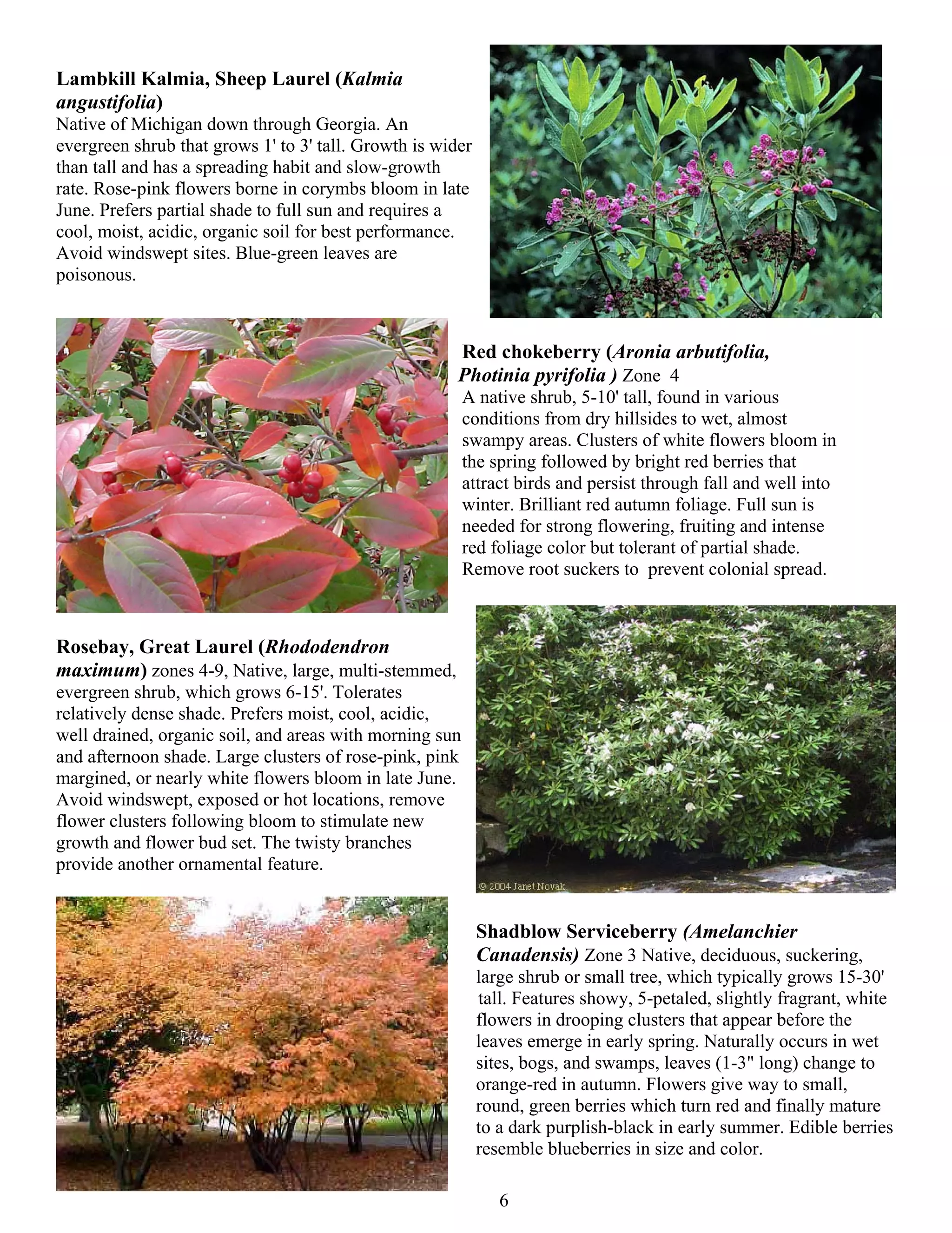 Lambkill Kalmia, Sheep Laurel (Kalmia
angustifolia)
Native of Michigan down through Georgia. An
evergreen shrub that grows 1' to 3' tall. Growth is wider
than tall and has a spreading habit and slow-growth
rate. Rose-pink flowers borne in corymbs bloom in late
June. Prefers partial shade to full sun and requires a
cool, moist, acidic, organic soil for best performance.
Avoid windswept sites. Blue-green leaves are
poisonous.



                                                       Red chokeberry (Aronia arbutifolia,
                                                       Photinia pyrifolia ) Zone 4
                                                         A native shrub, 5-10' tall, found in various
                                                         conditions from dry hillsides to wet, almost
                                                         swampy areas. Clusters of white flowers bloom in
                                                         the spring followed by bright red berries that
                                                         attract birds and persist through fall and well into
                                                         winter. Brilliant red autumn foliage. Full sun is
                                                         needed for strong flowering, fruiting and intense
                                                         red foliage color but tolerant of partial shade.
                                                         Remove root suckers to prevent colonial spread.



Rosebay, Great Laurel (Rhododendron
maximum) zones 4-9, Native, large, multi-stemmed,
evergreen shrub, which grows 6-15'. Tolerates
relatively dense shade. Prefers moist, cool, acidic,
well drained, organic soil, and areas with morning sun
and afternoon shade. Large clusters of rose-pink, pink
margined, or nearly white flowers bloom in late June.
Avoid windswept, exposed or hot locations, remove
flower clusters following bloom to stimulate new
growth and flower bud set. The twisty branches
provide another ornamental feature.


                                                            Shadblow Serviceberry (Amelanchier
                                                            Canadensis) Zone 3 Native, deciduous, suckering,
                                                            large shrub or small tree, which typically grows 15-30'
                                                            tall. Features showy, 5-petaled, slightly fragrant, white
                                                            flowers in drooping clusters that appear before the
                                                            leaves emerge in early spring. Naturally occurs in wet
                                                            sites, bogs, and swamps, leaves (1-3" long) change to
                                                            orange-red in autumn. Flowers give way to small,
                                                            round, green berries which turn red and finally mature
                                                            to a dark purplish-black in early summer. Edible berries
                                                            resemble blueberries in size and color.

                                                               6
 