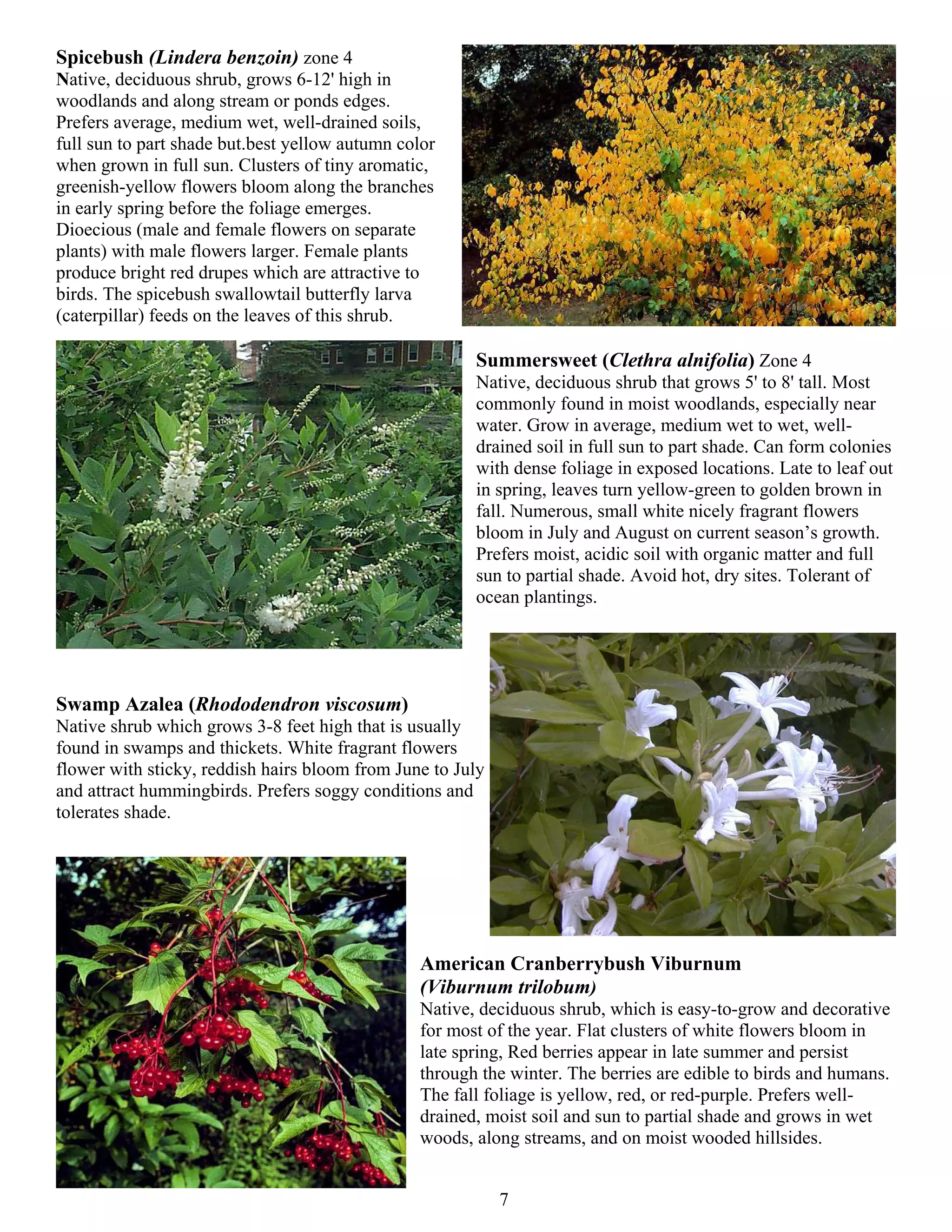 Spicebush (Lindera benzoin) zone 4
Native, deciduous shrub, grows 6-12' high in
woodlands and along stream or ponds edges.
Prefers average, medium wet, well-drained soils,
full sun to part shade but.best yellow autumn color
when grown in full sun. Clusters of tiny aromatic,
greenish-yellow flowers bloom along the branches
in early spring before the foliage emerges.
Dioecious (male and female flowers on separate
plants) with male flowers larger. Female plants
produce bright red drupes which are attractive to
birds. The spicebush swallowtail butterfly larva
(caterpillar) feeds on the leaves of this shrub.

                                                       Summersweet (Clethra alnifolia) Zone 4
                                                       Native, deciduous shrub that grows 5' to 8' tall. Most
                                                       commonly found in moist woodlands, especially near
                                                       water. Grow in average, medium wet to wet, well-
                                                       drained soil in full sun to part shade. Can form colonies
                                                       with dense foliage in exposed locations. Late to leaf out
                                                       in spring, leaves turn yellow-green to golden brown in
                                                       fall. Numerous, small white nicely fragrant flowers
                                                       bloom in July and August on current season’s growth.
                                                       Prefers moist, acidic soil with organic matter and full
                                                       sun to partial shade. Avoid hot, dry sites. Tolerant of
                                                       ocean plantings.




Swamp Azalea (Rhododendron viscosum)
Native shrub which grows 3-8 feet high that is usually
found in swamps and thickets. White fragrant flowers
flower with sticky, reddish hairs bloom from June to July
and attract hummingbirds. Prefers soggy conditions and
tolerates shade.




                                                American Cranberrybush Viburnum
                                                (Viburnum trilobum)
                                                Native, deciduous shrub, which is easy-to-grow and decorative
                                                for most of the year. Flat clusters of white flowers bloom in
                                                late spring, Red berries appear in late summer and persist
                                                through the winter. The berries are edible to birds and humans.
                                                The fall foliage is yellow, red, or red-purple. Prefers well-
                                                drained, moist soil and sun to partial shade and grows in wet
                                                woods, along streams, and on moist wooded hillsides.


                                                            7
 